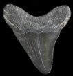 Juvenile Megalodon Tooth - South Carolina #49990-1